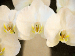 Tripple Orchid